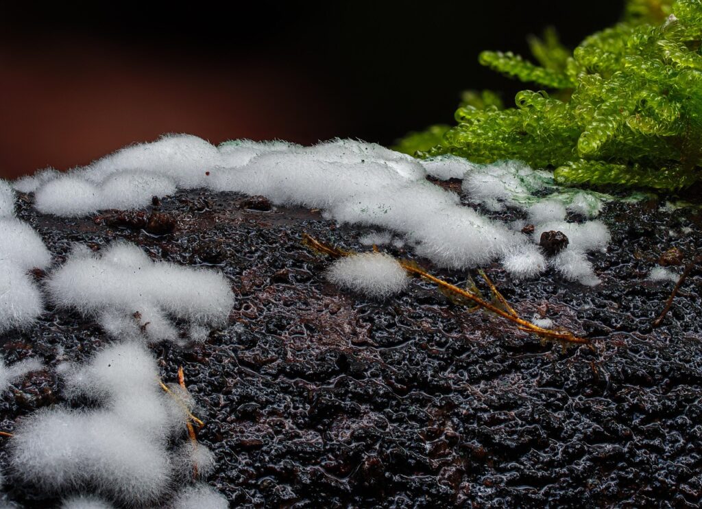 attorneys for mold exposure